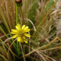 Senecio zeylanicus DC.